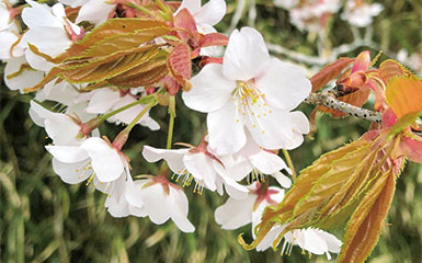 山桜　蜂蜜